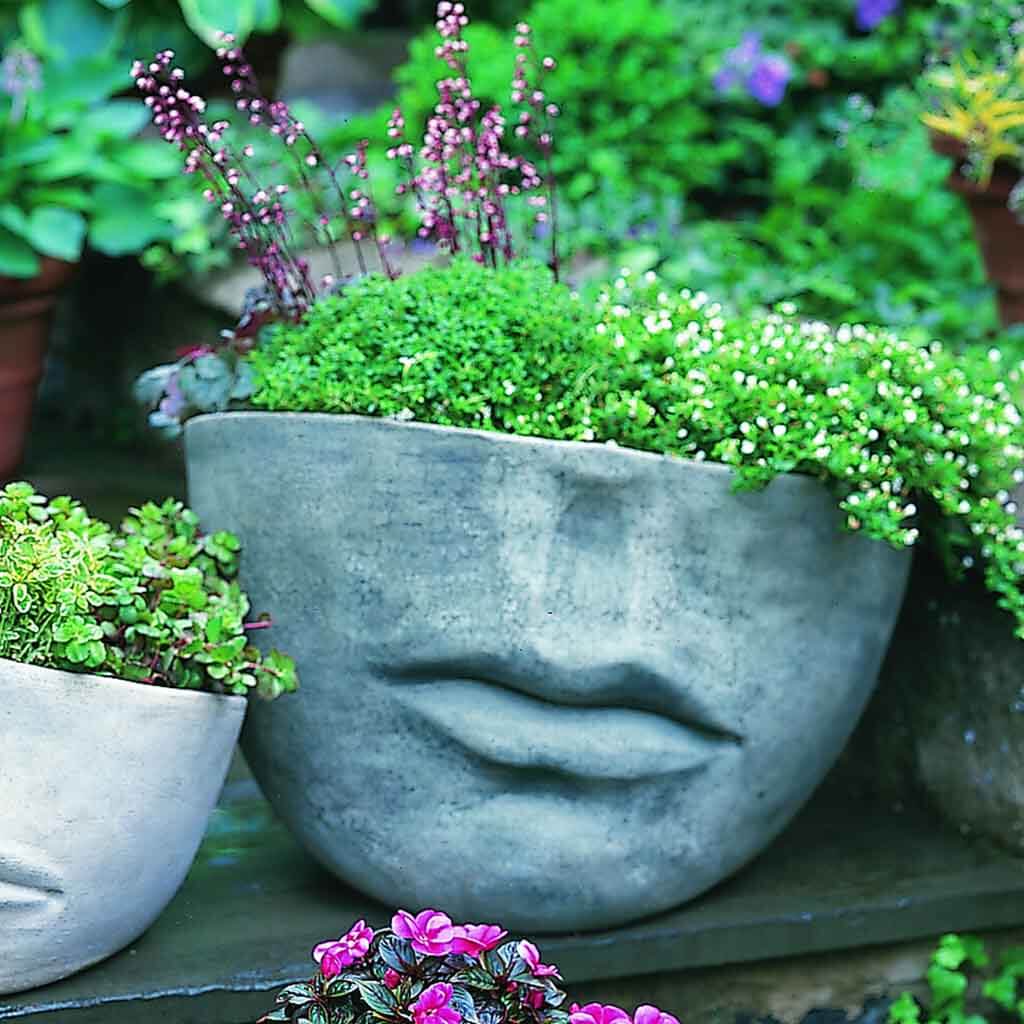 Faccia Planter, Large
