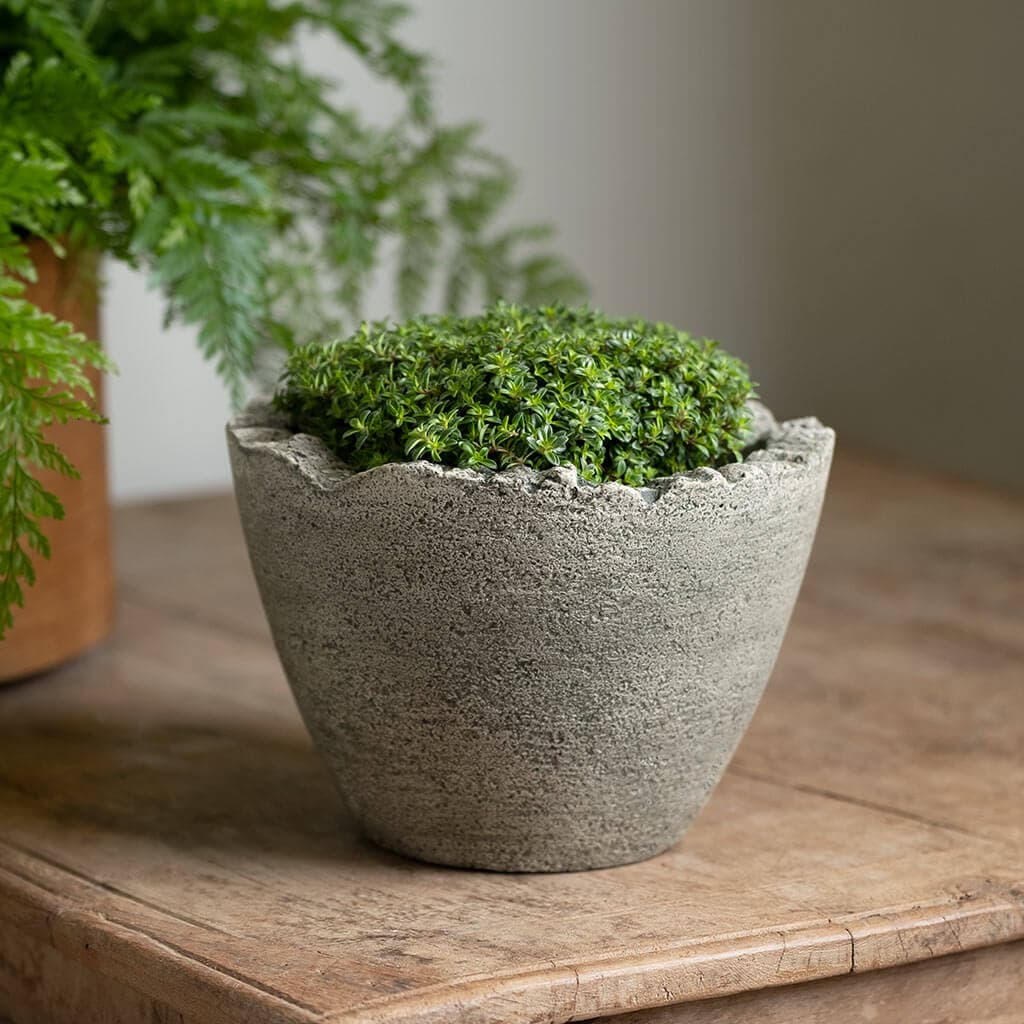 Broken Egg Planter, Mini