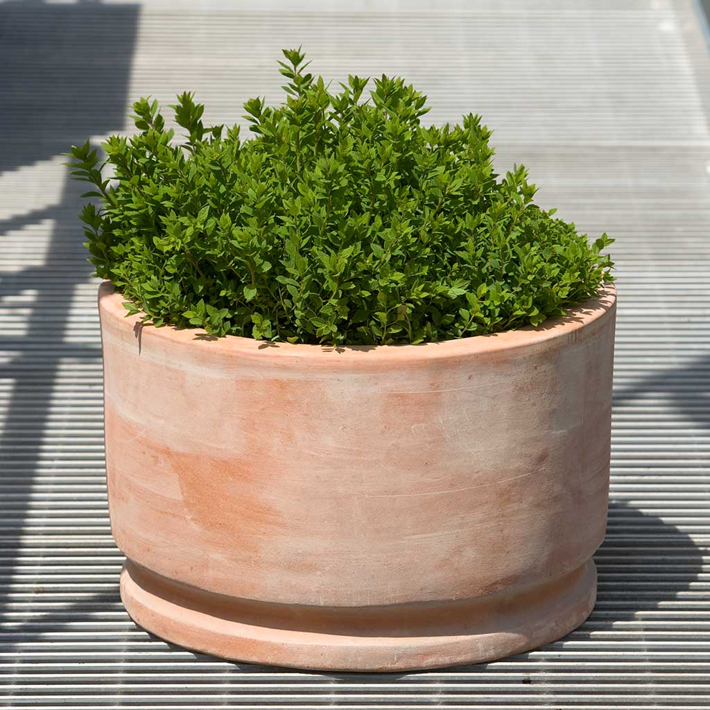 Amelie Planter - S/2