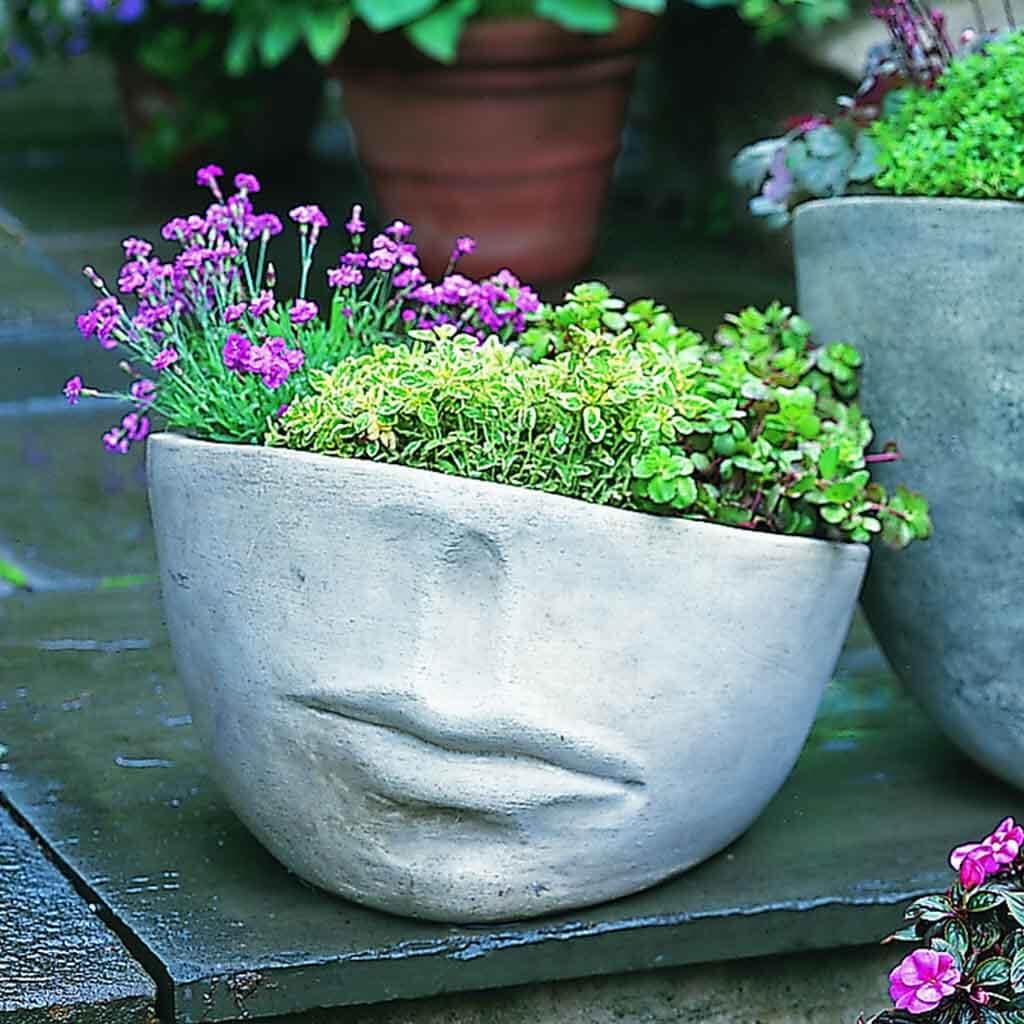 Faccia Planter, Medium
