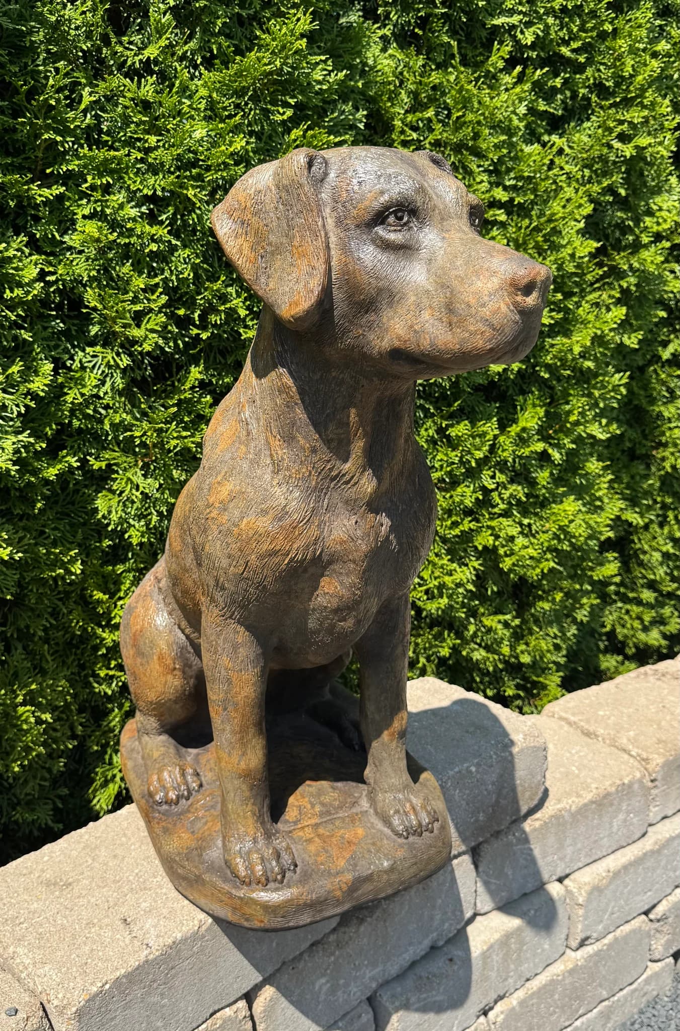 Labrador