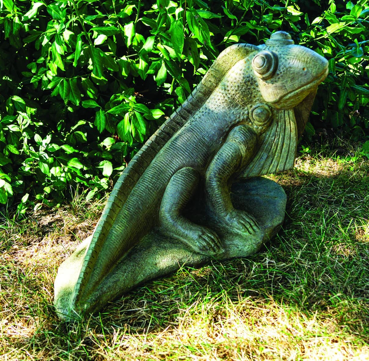 Sun-Kissed Iguana