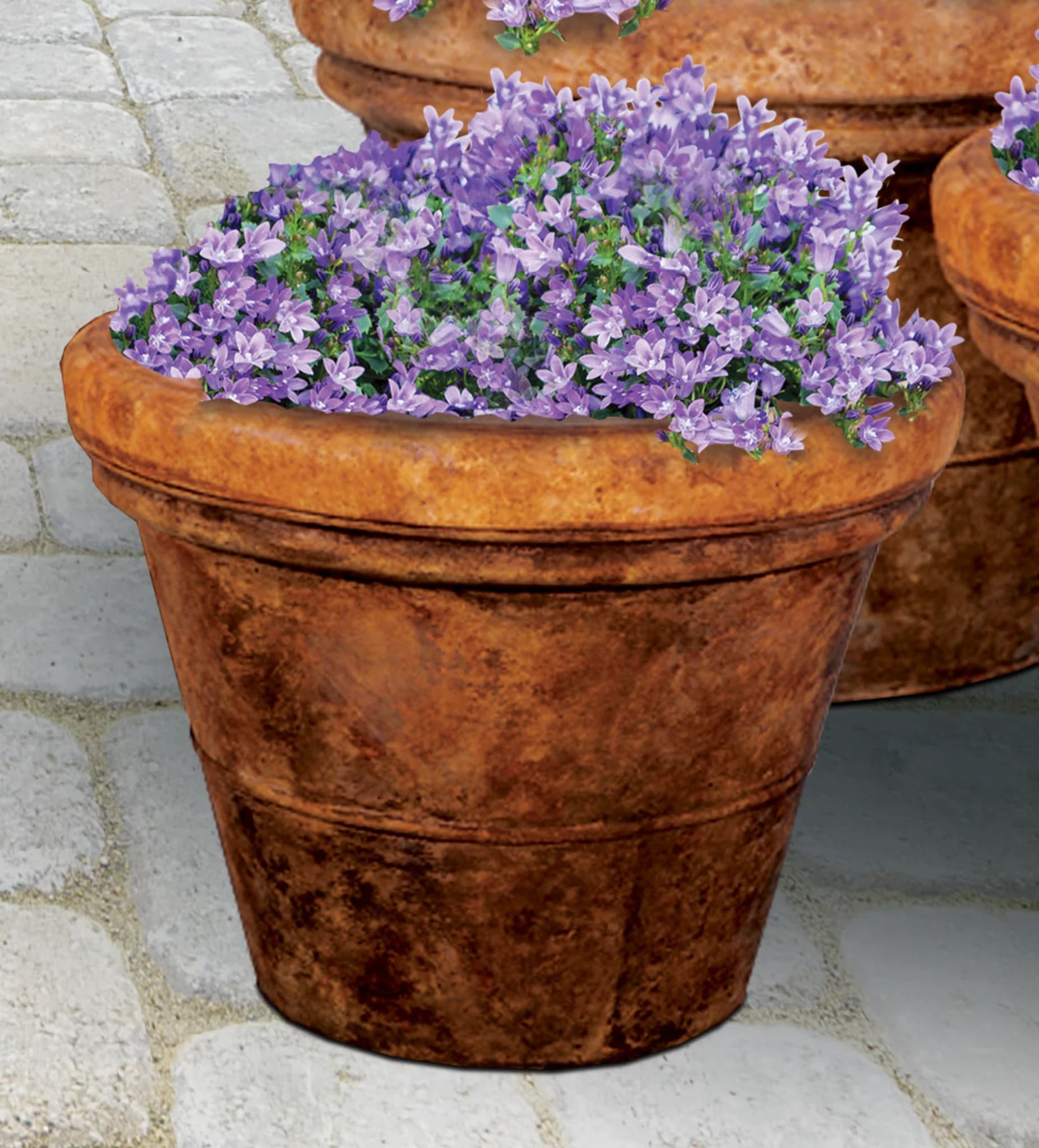 Small Palm Pot